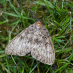 Photo by I, Svdmolen. CC-BY-SA-3.0