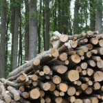New Law Allows Xcel to Break Contract with Loggers