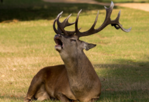 Deer Unlimited; Minnesota Hunters Maybe Allowed to Bag more Deer