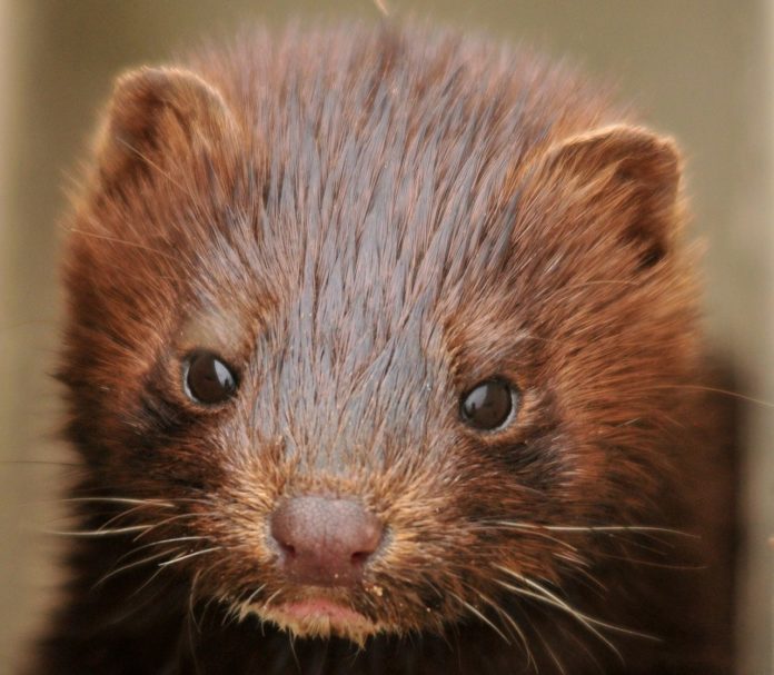 minks, animal rights group
