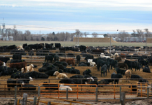 Cargill in Trouble for Infringing on Rights of Muslims EEOC Says