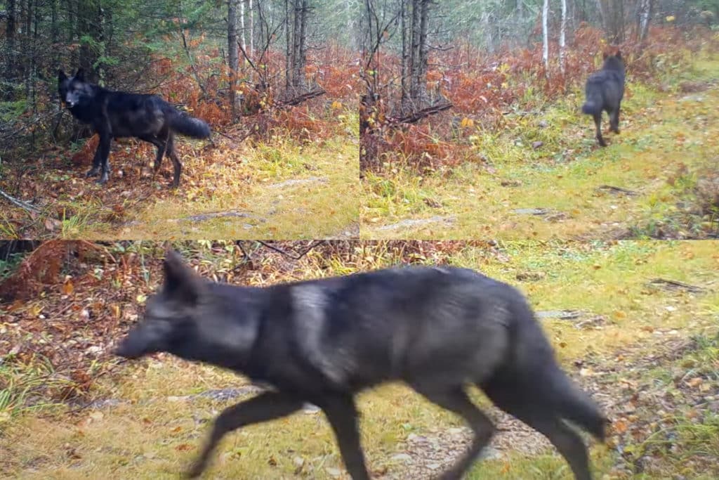VIDEO Pack of extremely rare black wolves caught on camera in Minnesota