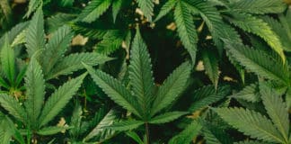 cannabis