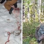 wolf attacks