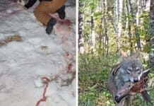 Hunters group documentary highlights wolf management ‘crisis’ in Minnesota: ‘It’s all political’ wolf attacks