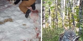 wolf attacks