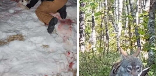 wolf attacks