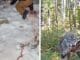 wolf attacks
